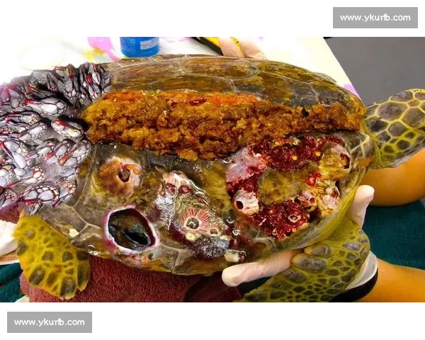 深海手术刀：螺旋桨藤壶的沉浸式清理实录